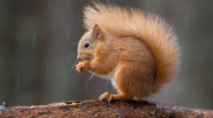 red squirrel on branch